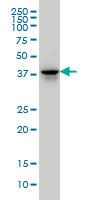 WB - FAM50A Antibody (clone 5F10) ALS13450